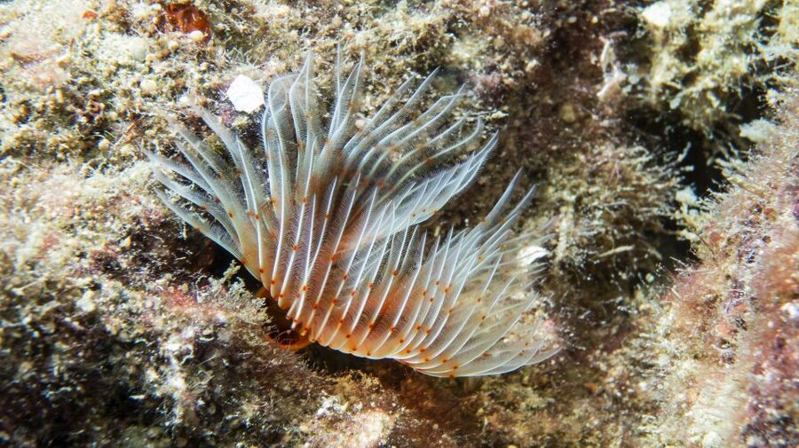 Alanya: 2 Guided Scuba Dives with Lunch and Hotel Transfers - Training Before You Go Under: Equipment, Regulator Breathing, and Real Confidence Building