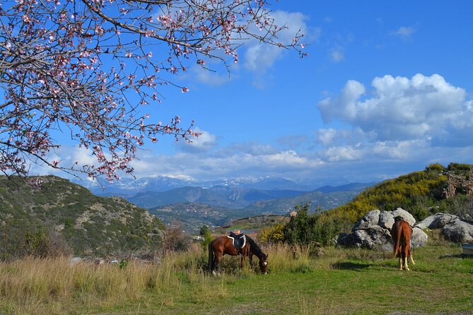 Alanya: Horseback Riding in Taurus: Forest Sea Views 2.5 Hours - The Guide Factor: Why English Help Matters on a Horse Ride