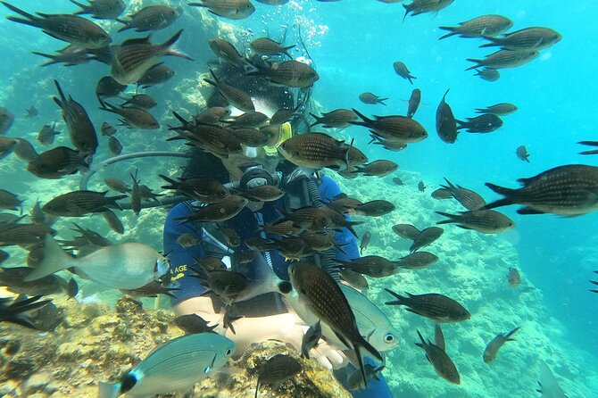 Alanya Scuba Diving Adventure: 2 Guided Dives with Lunch - Price and Value: What You Get for $54.01