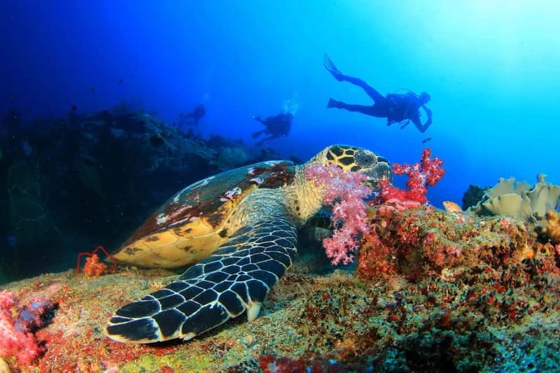 Alanya: Scuba Diving Tour Incl. Lunch with Hotel Transfer - The first underwater session: structured instruction without overcomplicating it