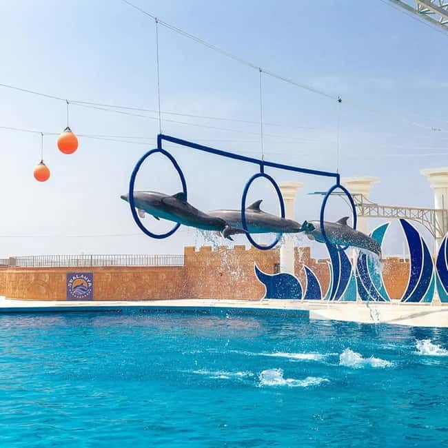 Alanya: Sealanya Dolphinpark Dolphin Show Tour - Key things to know before you go