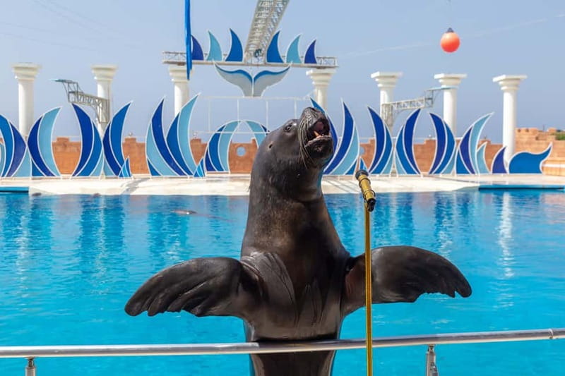 Alanya: Sealanya Dolphinpark Dolphin Show Tour - Sealanya Dolphinpark: the show is the product