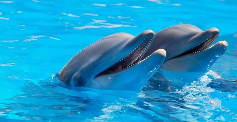 Alanya: Sealanya Dolphinpark Dolphin Show Tour - Entering the C-shaped tribune: where you sit actually matters