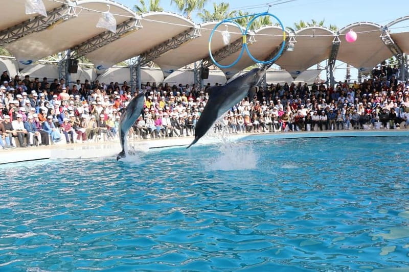 Alanya: Sealanya Dolphinpark Dolphin Show Tour - The first act: sea lions (otaria) and the pace shift