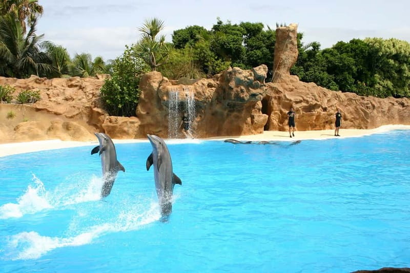Alanya: Sealanya Dolphinpark Dolphin Show Tour - Before the pickup: plan your timing like a pro