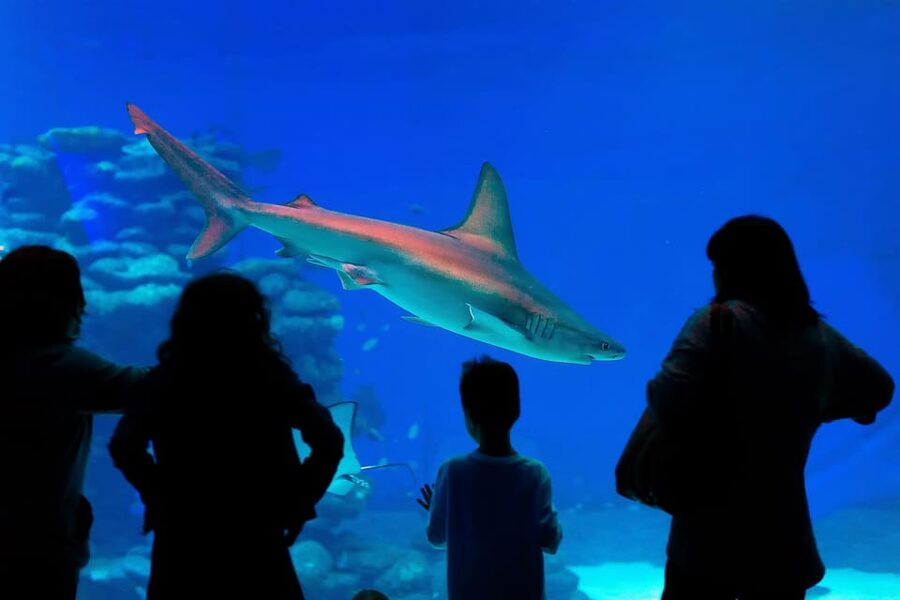 Antalya: Aquarium and Wax Museum Entry Ticket - Face 2 Face Wax Museum: A Different Kind of Wow