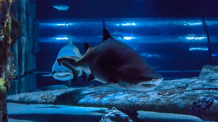 Antalya: Aquarium and Wax Museum Entry Ticket - Price and Value: Is $47 Good for This One-Day Plan?