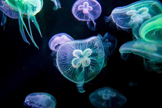 Antalya: Aquarium, Wax Museum & Combo Package Options - Who should book this combo in Antalya?