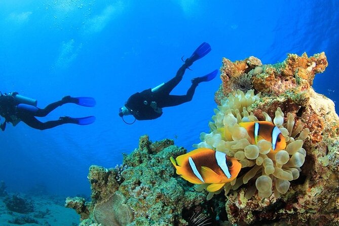 Antalya Scuba Diving With Transfer From Belek,Lara,Kemer Hotels - What You Might See: Caretta Turtles and Local Sea Life