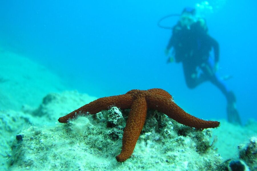 Bodrum: Full-Day Scuba Diving Tour - Getting picked up: Bodrum Center, Icmeler, Gumbet, and Bitez