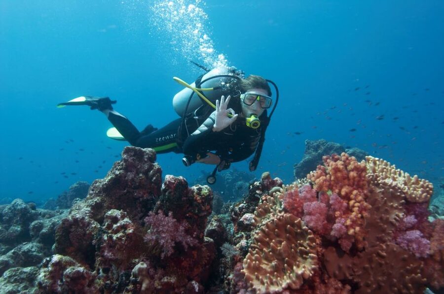 Bodrum: Full-Day Scuba Diving Tour - What you might see: fish, rock shelter, and photo-friendly structure