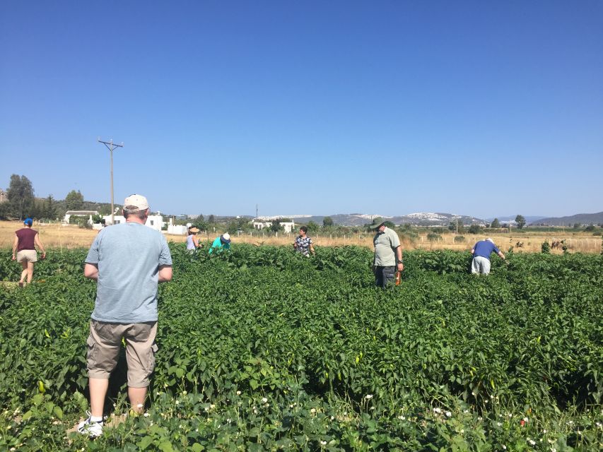 Bodrum: Market Visit and Cooking Class - Possible trade-offs before you go