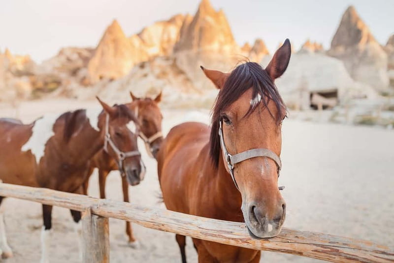 Cappadocia: Göreme Horse Riding, Fairy Chimneys w/Transfer - Horses and guides: what “trained and peaceful” really means