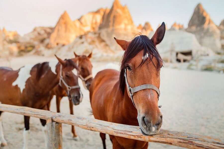 Cappadocia: Horse Riding w/Sunrise & Sunset Option - Should You Book This Cappadocia Horse Riding Tour?