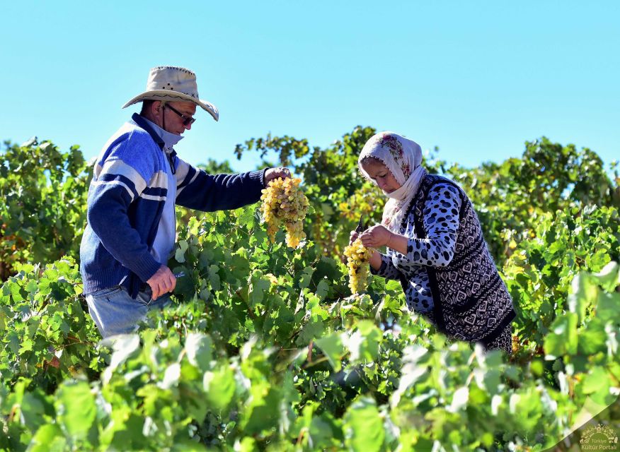 Cappadocia: Private Half-Day Vineyards & Wine Tasting Tour - Vineyard Stops: Grapes, Varieties, and That Pick-Your-Own Moment
