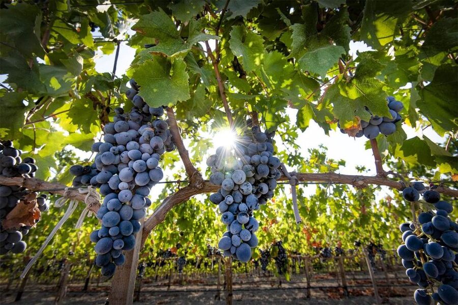 Cappadocia: Private Half-Day Vineyards & Wine Tasting Tour - Turasan Winery: The Region’s Largest Stop and a Proper Tasting