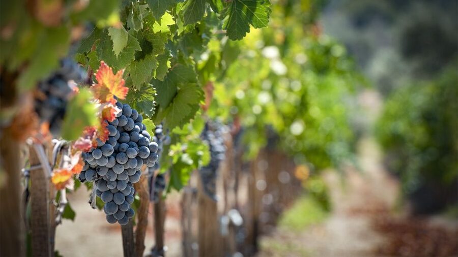 Cappadocia: Private Half-Day Vineyards & Wine Tasting Tour - Price and Value: What You’re Really Paying For