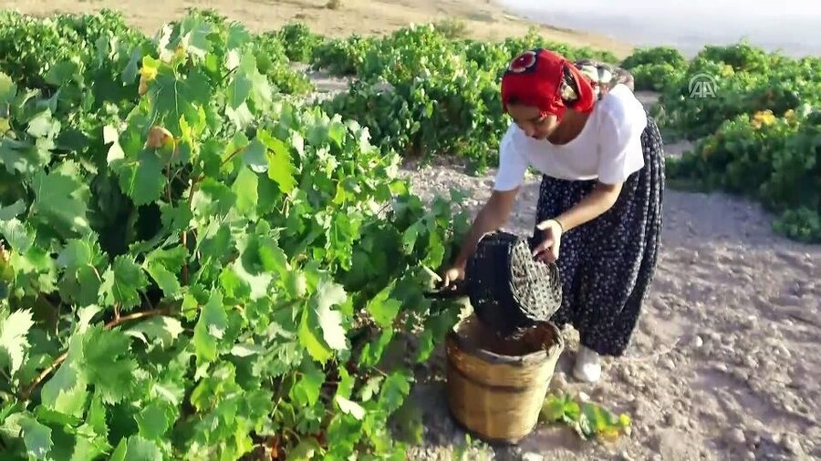 Cappadocia: Private Half-Day Vineyards & Wine Tasting Tour - Two More Local Wineries: Variety Without the Full-Day Grind