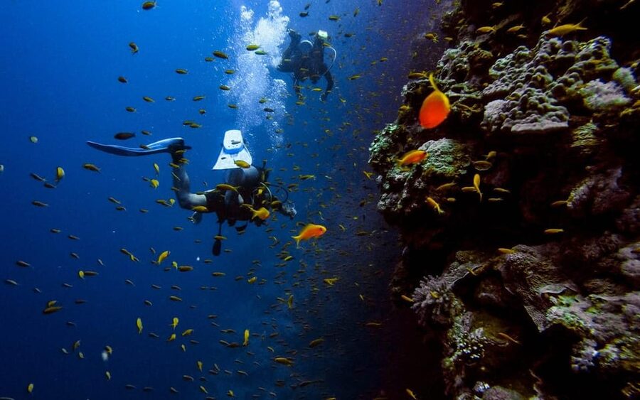 Diving Tour from Alanya & Side with Lunch - 2 Dives Included - Marine life you might see, including artifacts and shipwreck stories