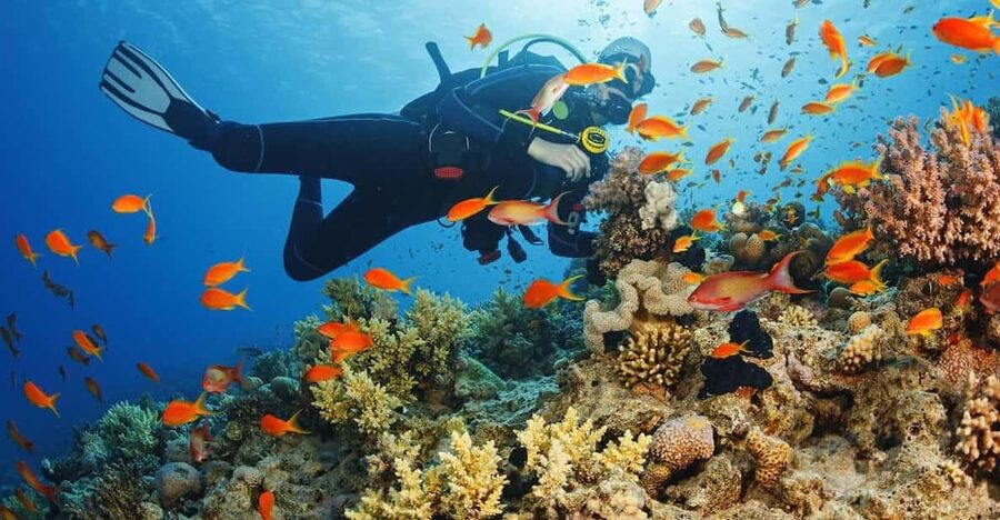 Diving Tour from Alanya & Side with Lunch - 2 Dives Included - What to bring, and the small rules that keep it smooth