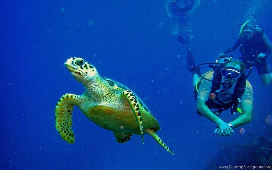 Diving Tour from Alanya & Side with Lunch - 2 Dives Included - Setting up on board: instruction, safety, and group pace