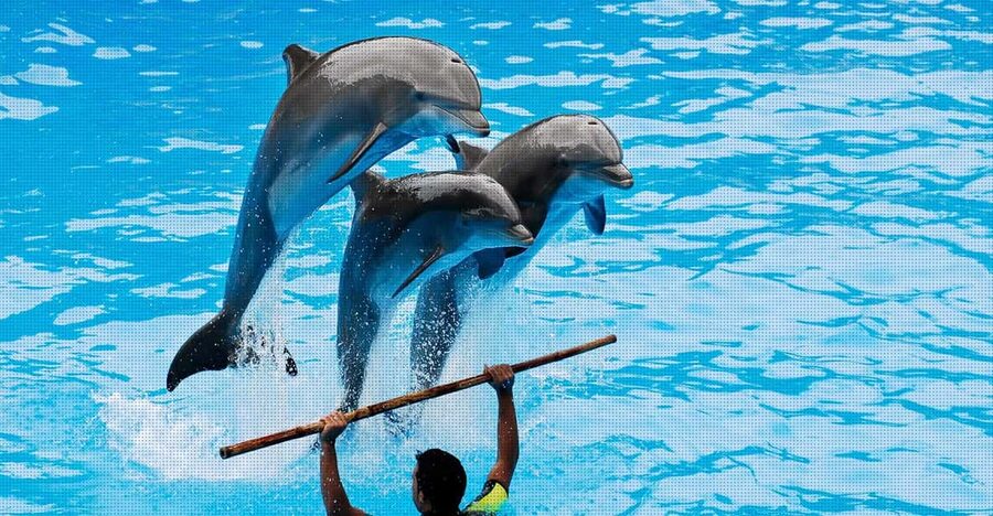Dolphin Show Free Transfer From Alanya, Side, Kemer,Antalya - Key things to know before you go