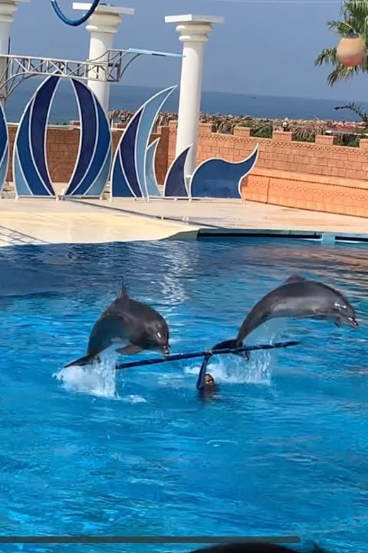 Dolphin Show Free Transfer From Alanya, Side, Kemer,Antalya - A 3-hour dolphin and sea lion show with free transfer