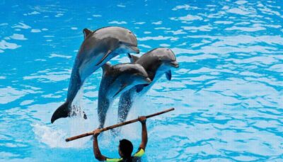 Dolphin Show Free Transfer From Alanya, Side, Kemer,Antalya