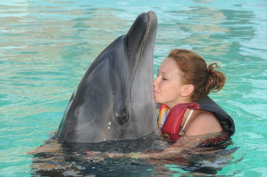 Dolphin Show Free Transfer From Alanya, Side, Kemer,Antalya - Timing, language, and how to avoid a frustrating day