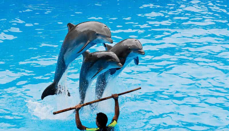Dolphin Show Free Transfer From Alanya, Side, Kemer,Antalya - Where you go from Side, Alanya, Kemer, and Antalya