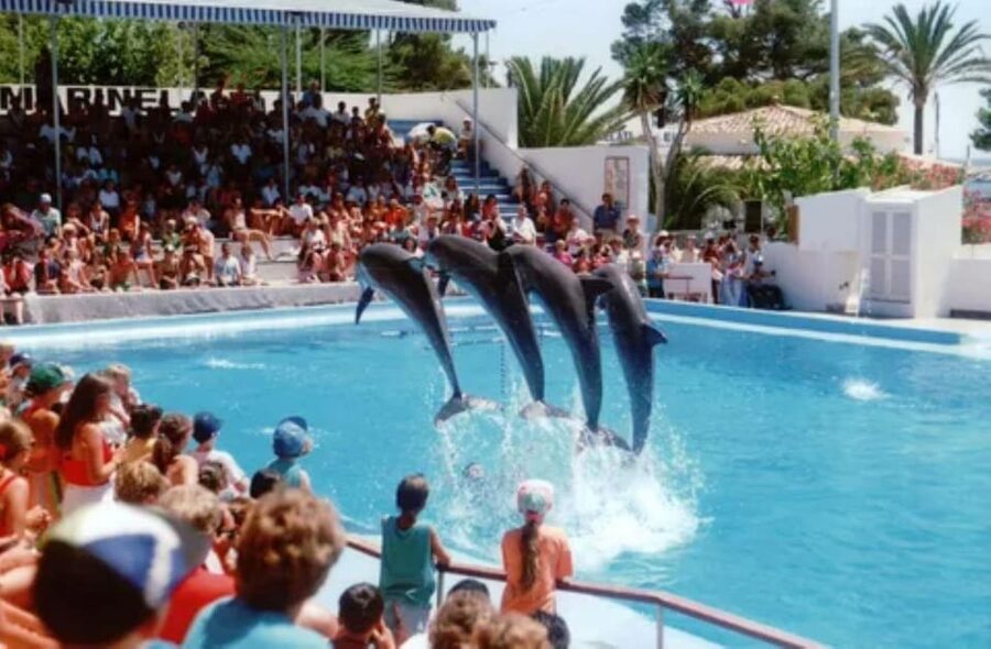 Dolphin Show Tour with Transfer from Alanya & Side - Key things to know before you go