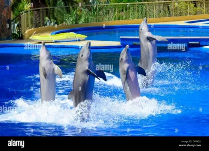 Dolphin Show Tour with Transfer from Alanya & Side - Rating reality check: what seems to go right, and what can go wrong