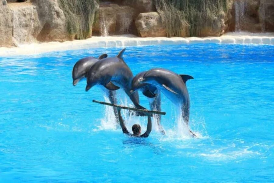 Dolphin Show Tour with Transfer from Alanya & Side - Inside the show: timing, what to expect, and how to enjoy it