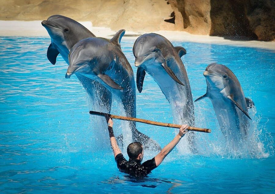 Dolphin Show Tour with Transfer from Alanya & Side - Add-ons and sales pressure: drinks, photos, and videos