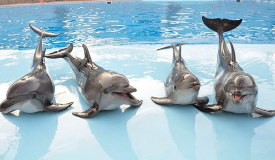 Dolphin Show Tour with Transfer from Alanya & Side - Meeting Mesut: how the tour stays organized