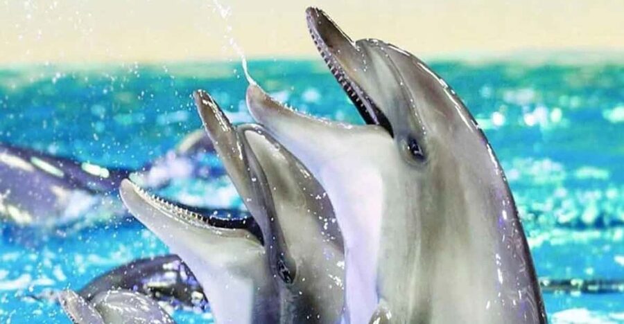 From Belek: Dolphin Show with Transfers - Dolphin Show From Belek, What Makes This One Convenient