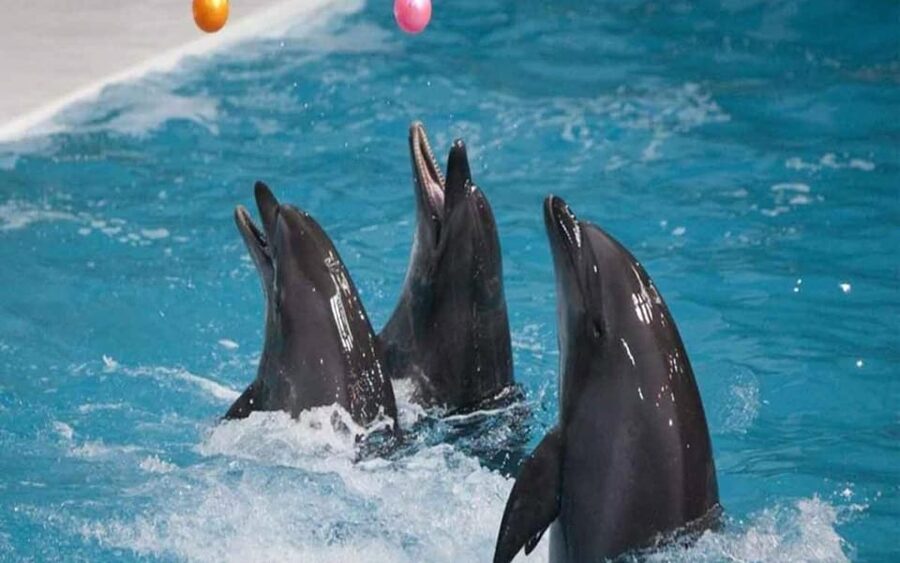 From Belek: Dolphin Show with Transfers - What’s Included, What’s Not, and the Photo Money Question