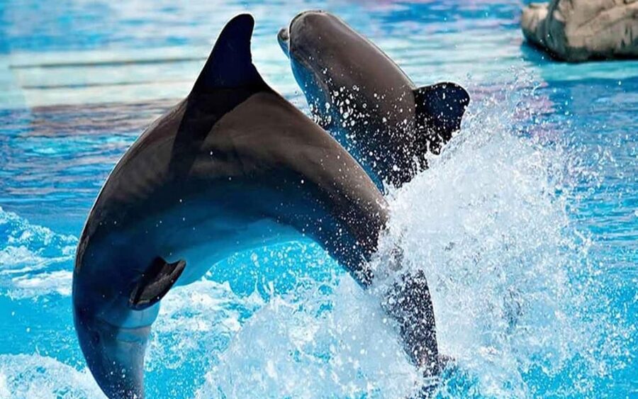 From Belek: Dolphin Show with Transfers - Accessibility and Comfort, What You Can Control