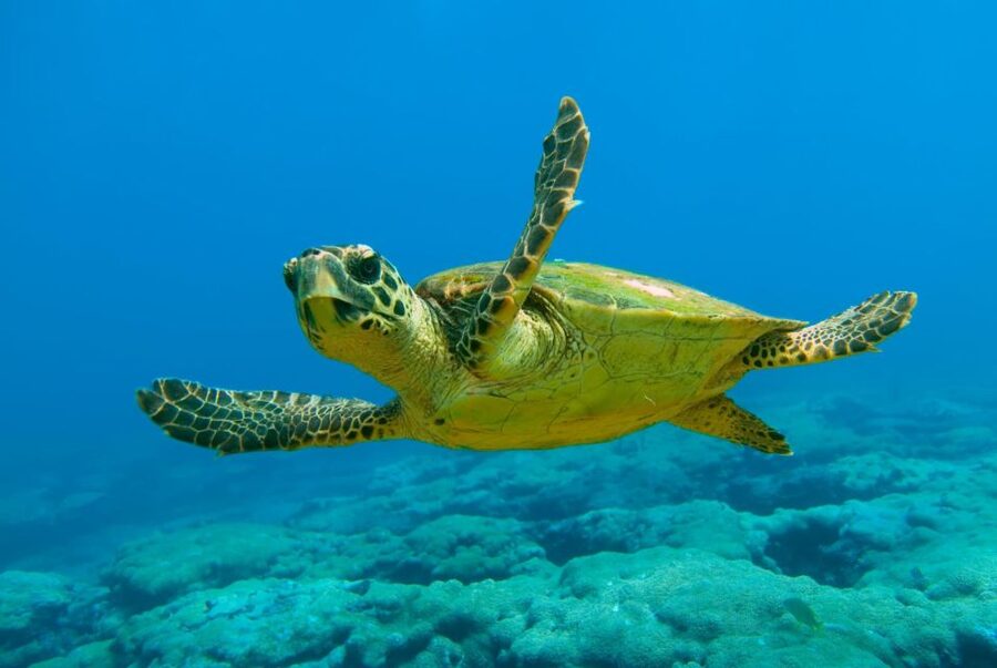 From Marmaris: Day Trip to Dalyan with Lunch - Iztuzu Turtle Beach: swimming in the freshwater by the nesting site