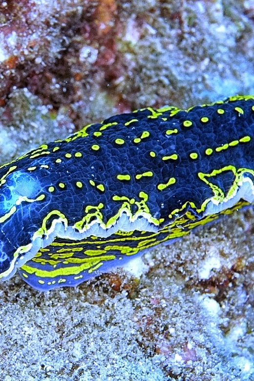 From Side: Guided Scuba Diving in Alanya w/ Lunch & Transfer - Key highlights to know before you go
