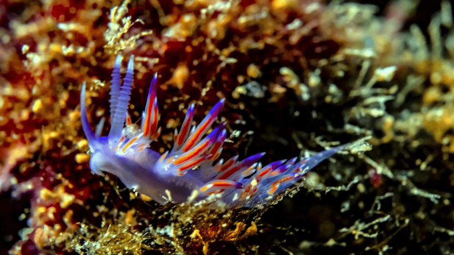From Side: Guided Scuba Diving in Alanya w/ Lunch & Transfer - Two sessions or onboard relaxation: choosing your pace