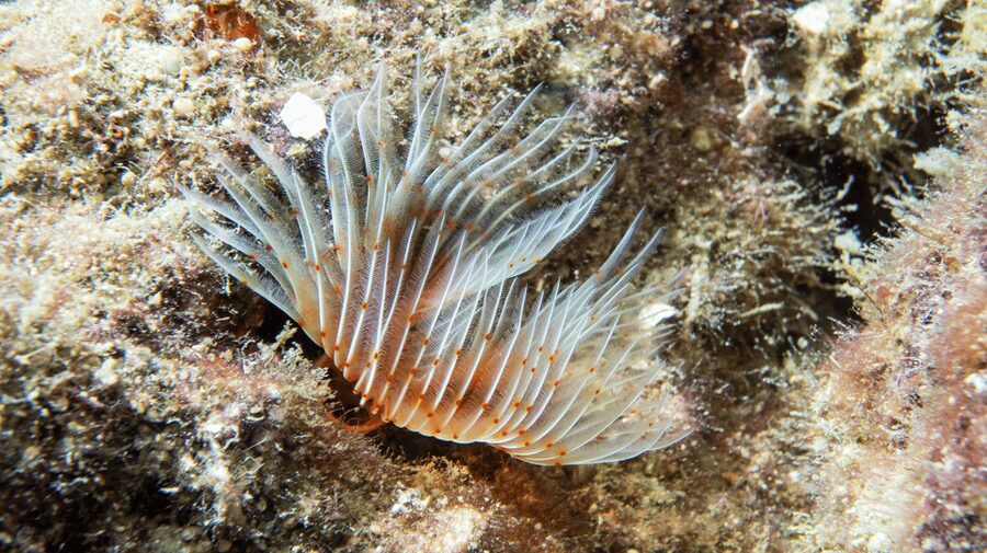 From Side: Guided Scuba Diving in Alanya w/ Lunch & Transfer - Who this tour suits best, and who should rethink it