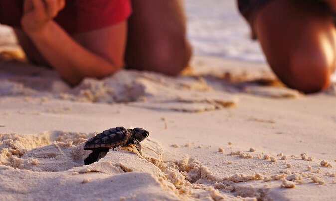 Full Day Turtle Beach Tour With Lake and Mud Baths From Marmaris - A Full Day of Dalyan Mud and Turtle Beach Swim