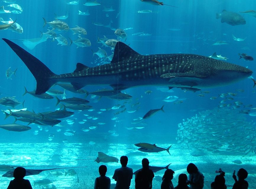 Istanbul Aquarium and Aqua Florya Shopping Mall Tour - A 5-hour aquarium plan that actually works