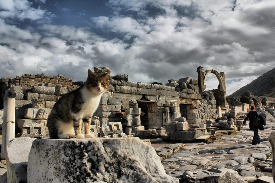 Izmir : Ephesus and Sirince Guided Tour - Morning pickup and the 12-hour Ephesus-Sirince rhythm