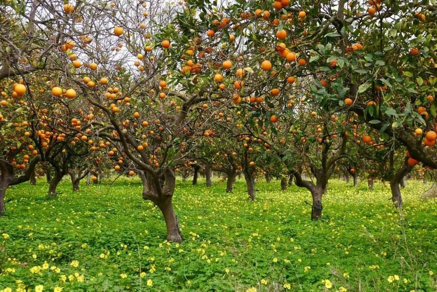 Magnificent Combo: Cabrio Safari and Green Canyon Boat Tour - Price and Value for a Full 9 Hours in Antalya Province