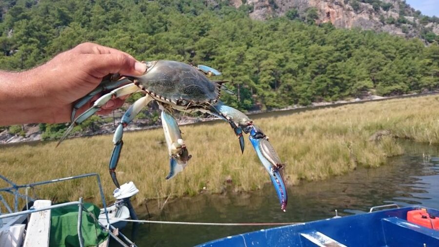 Marmaris: Dalyan Turtle Beach Tour with Mud Bath & Lunch - Turtle Beach: turtle spotting reality, and the best way to enjoy the water