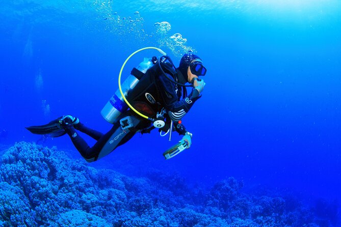 Marmaris Full Day Scuba Diving Two Dives With Lunch Hotel pickup - The sea life off Marmaris: what you can realistically expect