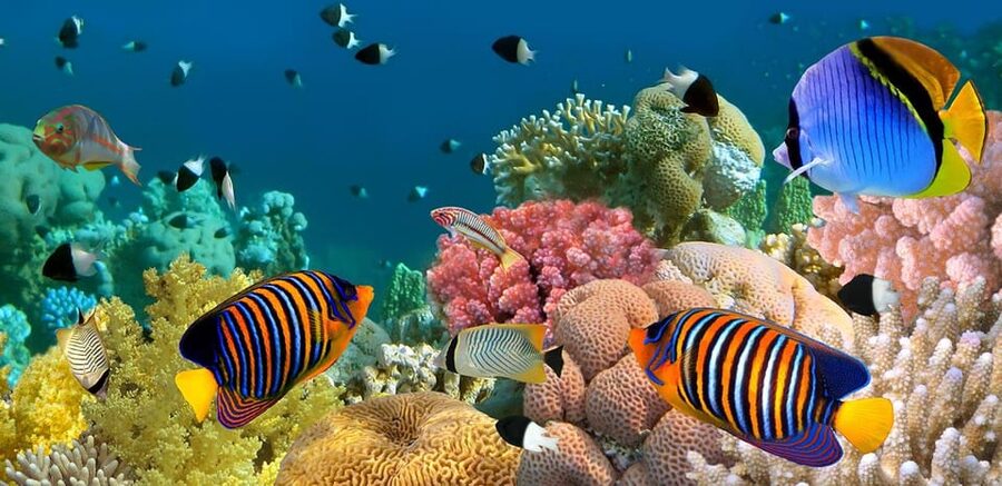 Marmaris: Scuba Diving with a Qualified Instructor - Who Should Book This Marmaris Scuba Day