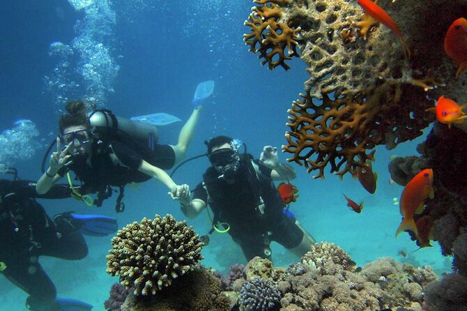 Scuba Diving Experience in Alanya With Lunch and 2 Dives - What you get for $40: equipment, lunch, insurance, and training